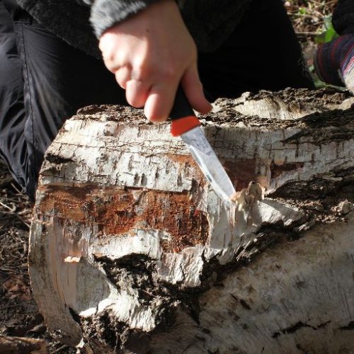 bark